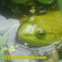 /home//u458753944/public_html/sourcegallery///Frogs/More bullfrogs/P7150856.JPG